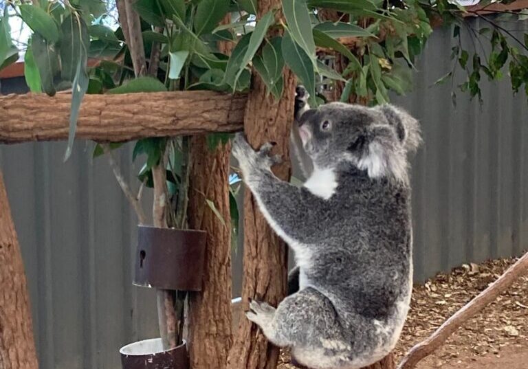 Lone Pine Koala Sanctuary, Brisbane, AUS